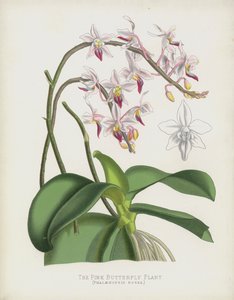 ピンクの蝶の植物、ファレノプシスロゼア 作： English School